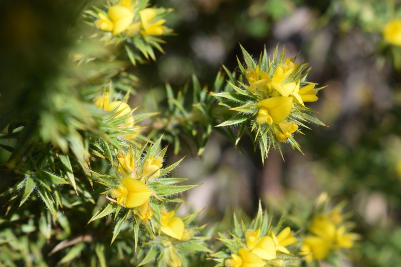 Aspalathus borboniifolia
