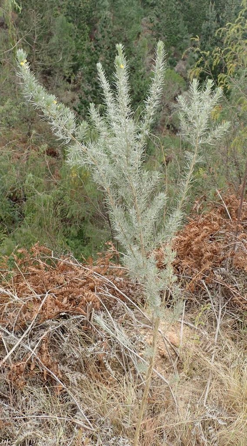 Aspalathus bowieana photo 5