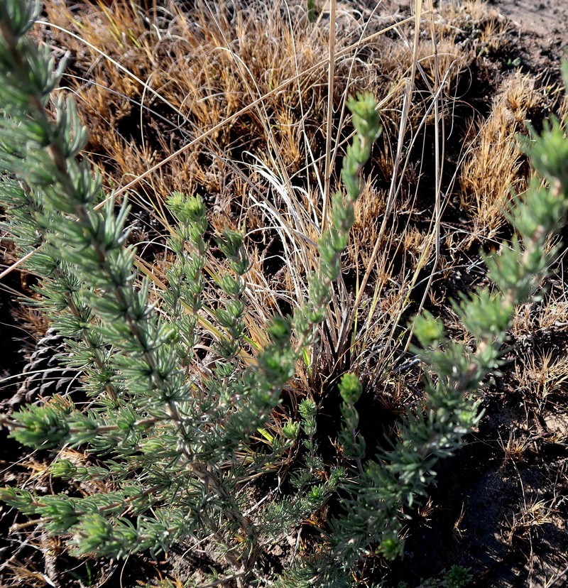 Aspalathus bowieana photo 8
