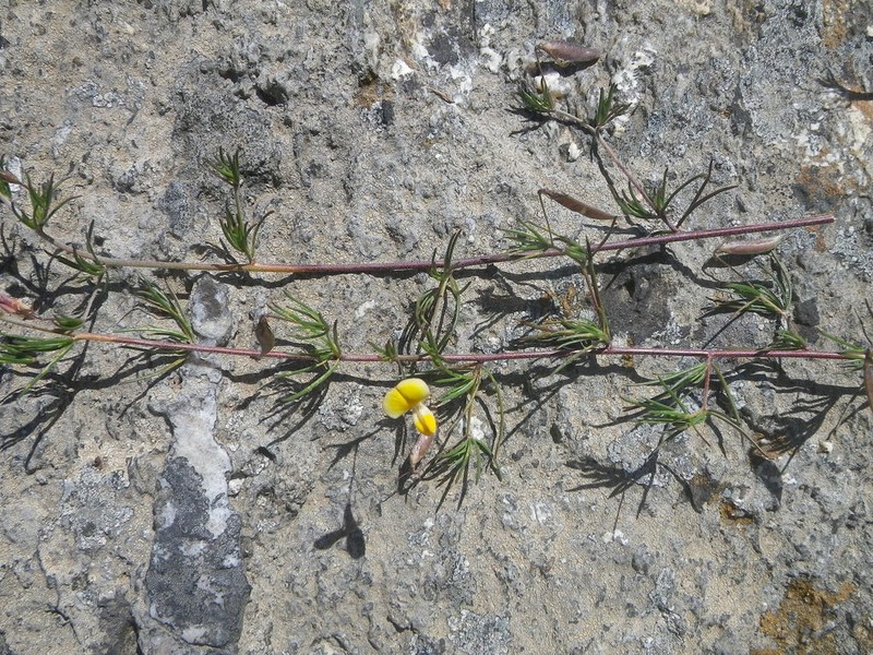 Aspalathus bracteata
