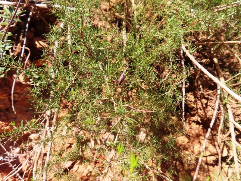 Aspalathus bracteata photo 2
