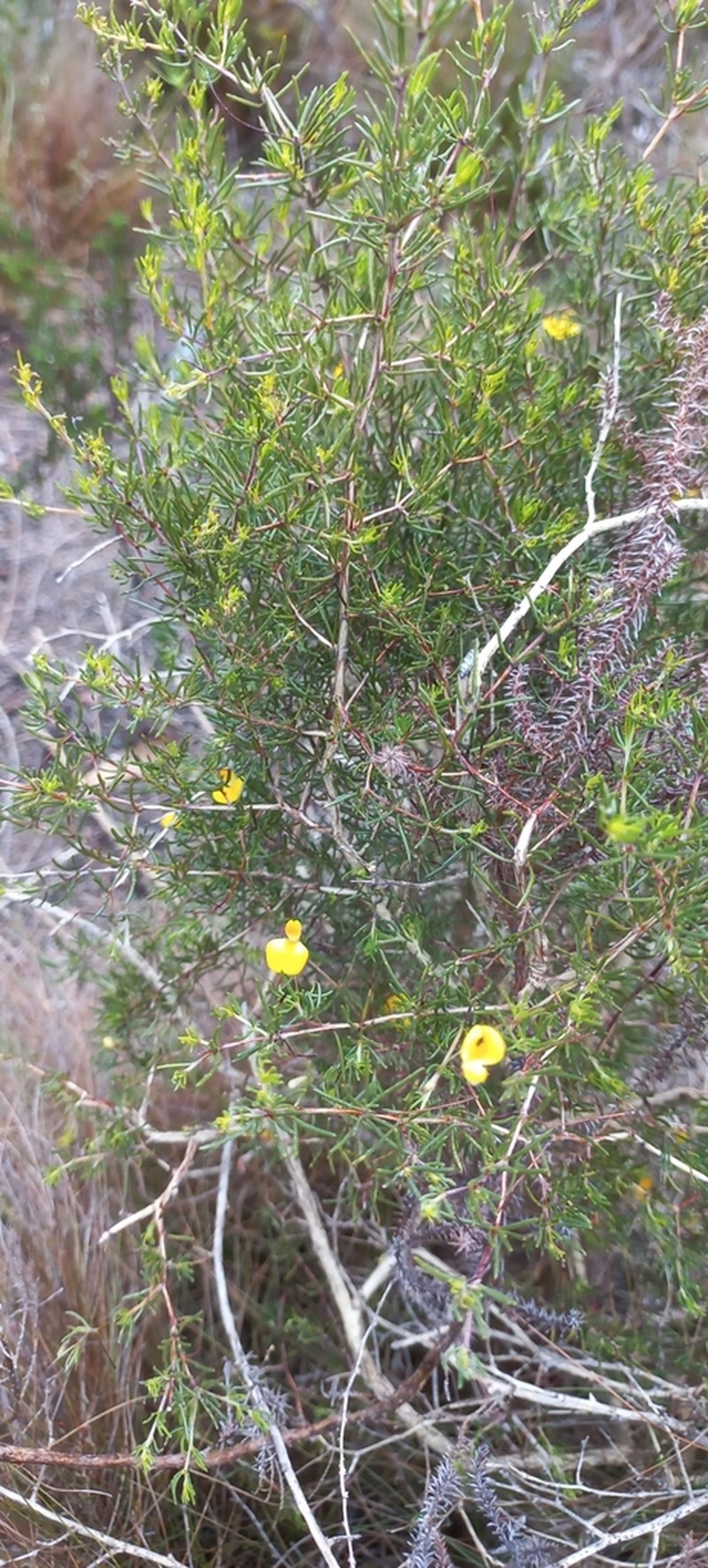 Aspalathus bracteata photo 3