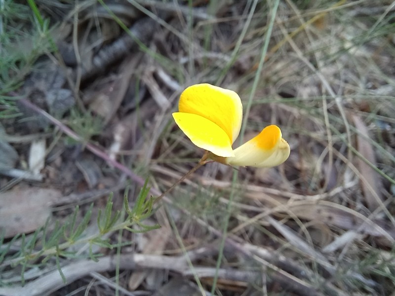 Aspalathus bracteata photo 4