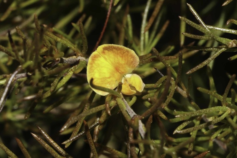 Aspalathus bracteata photo 5