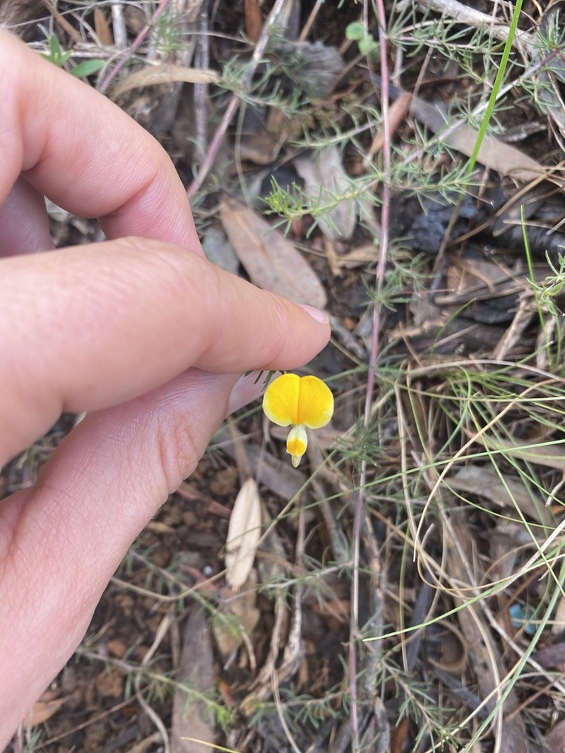 Aspalathus bracteata photo 6