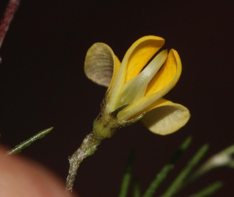 Aspalathus bracteata photo 7