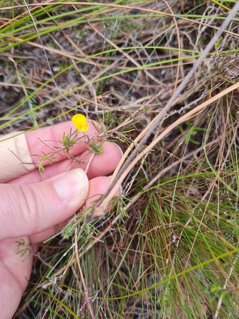 Aspalathus bracteata photo 8