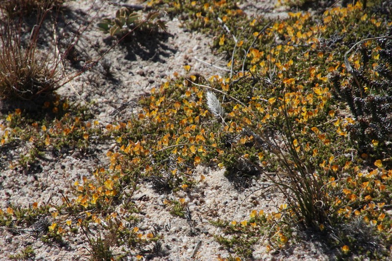 Aspalathus brevicarpa photo 2