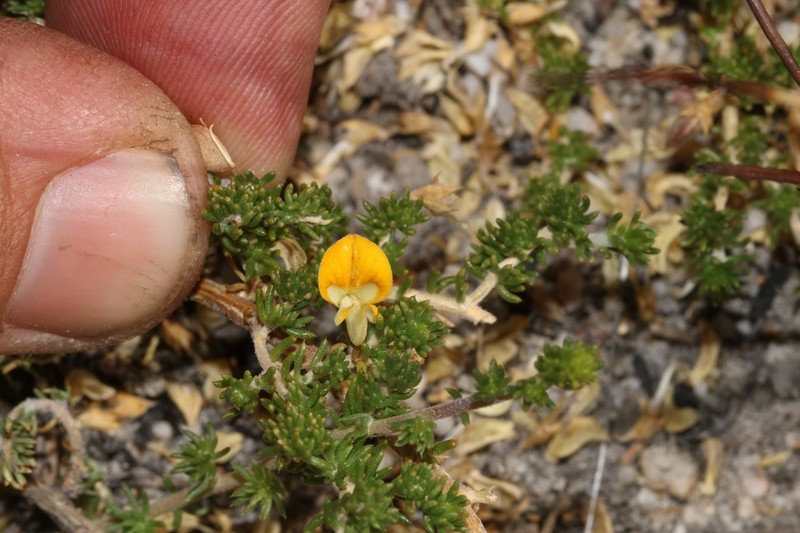 Aspalathus brevicarpa photo 3