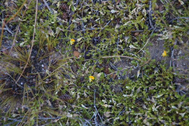 Aspalathus brevicarpa photo 5