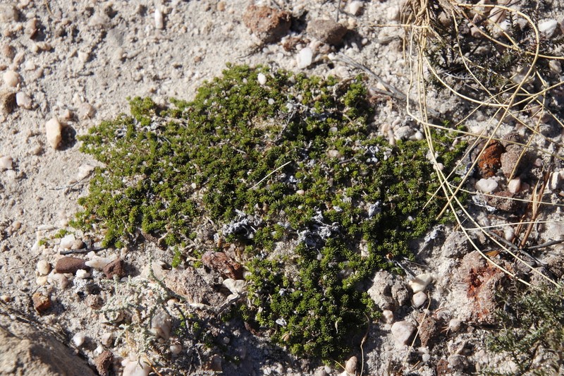 Aspalathus brevicarpa photo 8