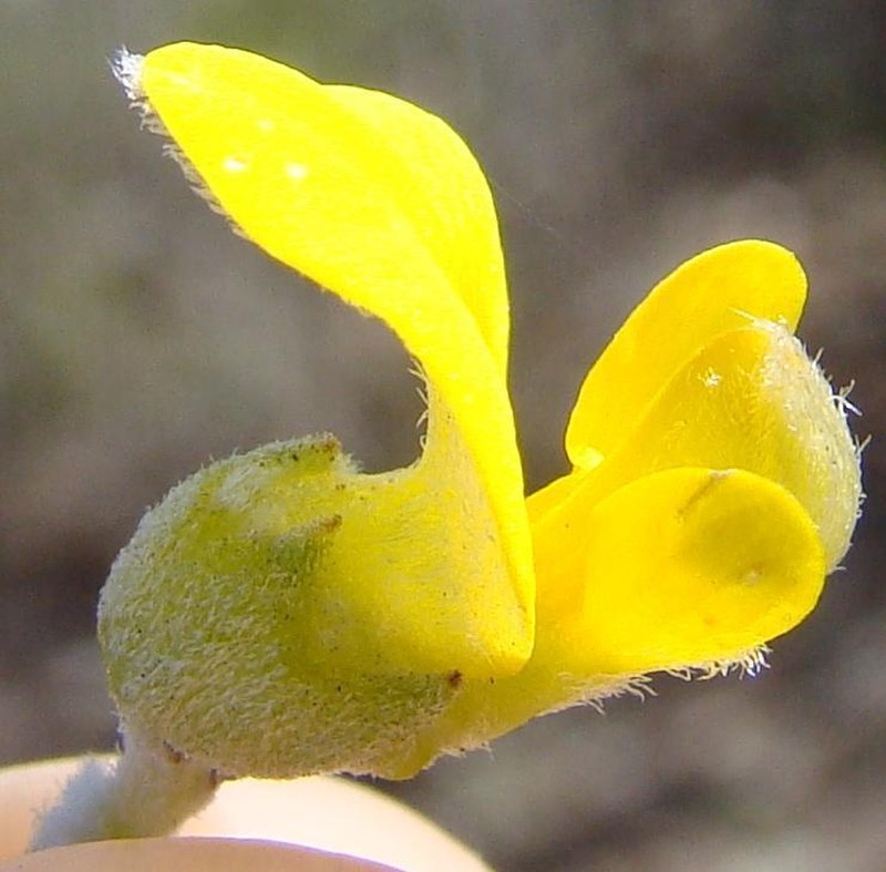 Aspalathus burchelliana photo 2