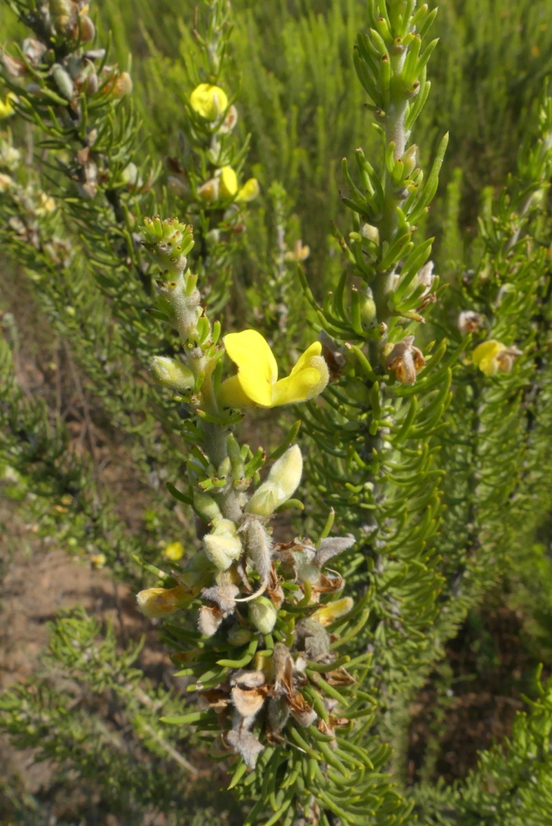 Aspalathus burchelliana photo 3
