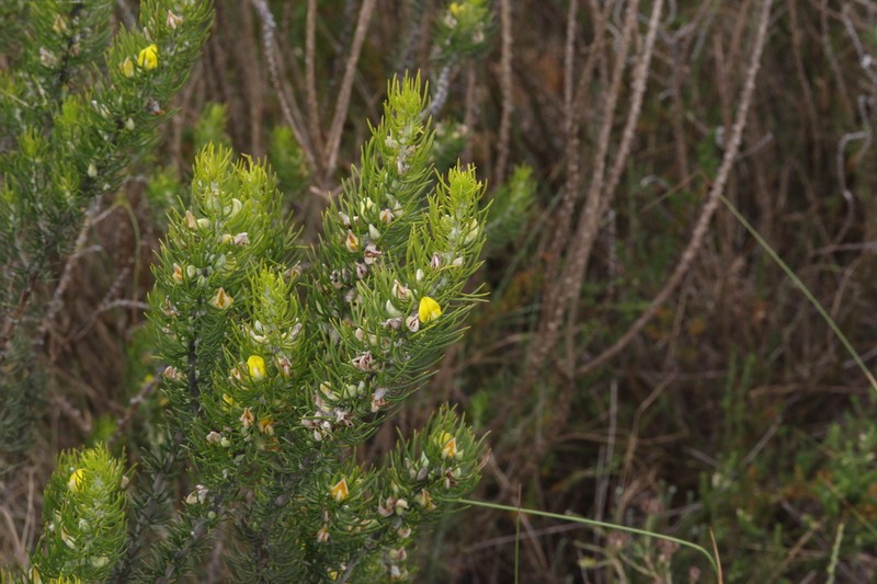 Aspalathus burchelliana photo 4