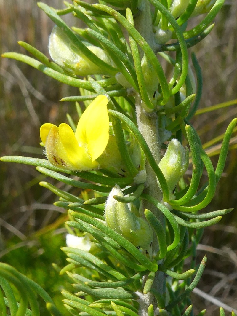 Aspalathus burchelliana photo 6