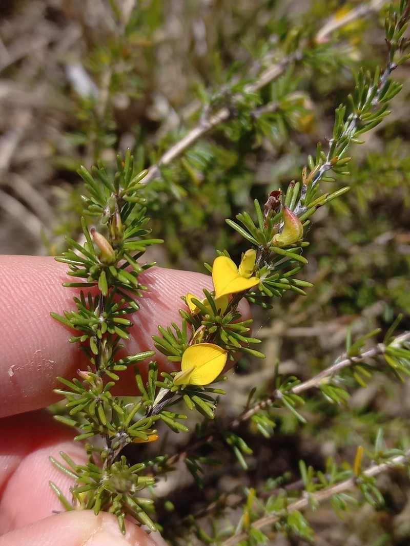 Aspalathus calcarata