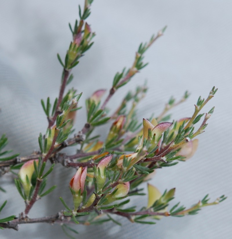 Aspalathus calcarata photo 4