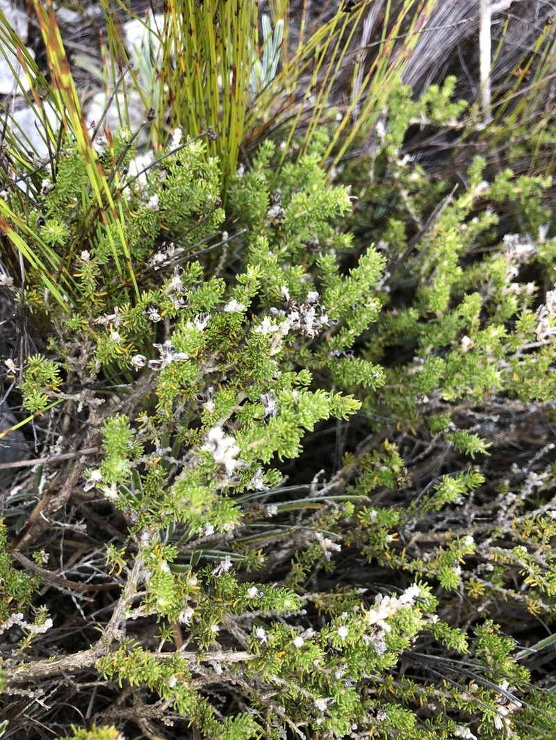 Aspalathus calcarea