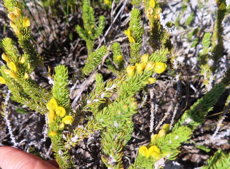 Aspalathus calcarea photo 2