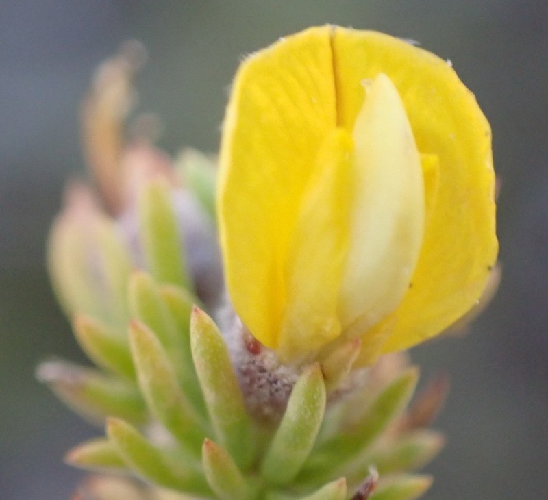 Aspalathus calcarea photo 3