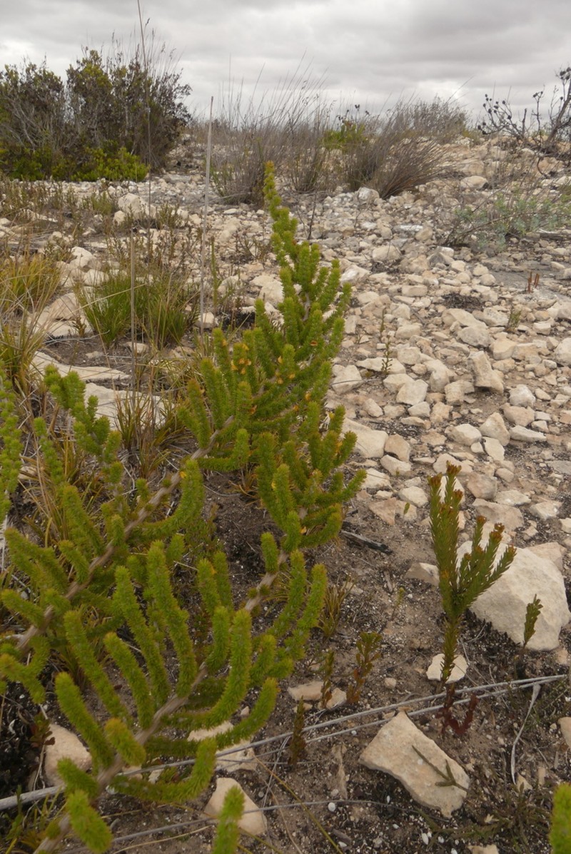 Aspalathus calcarea photo 5