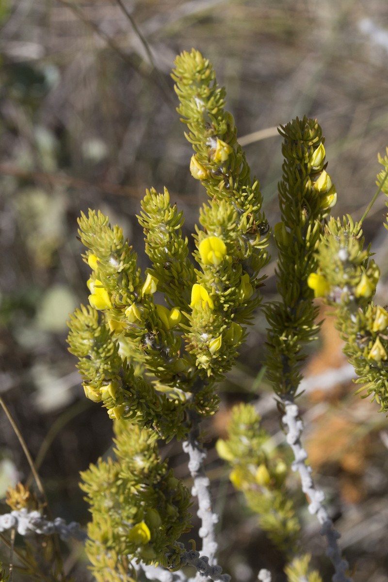 Aspalathus calcarea photo 7