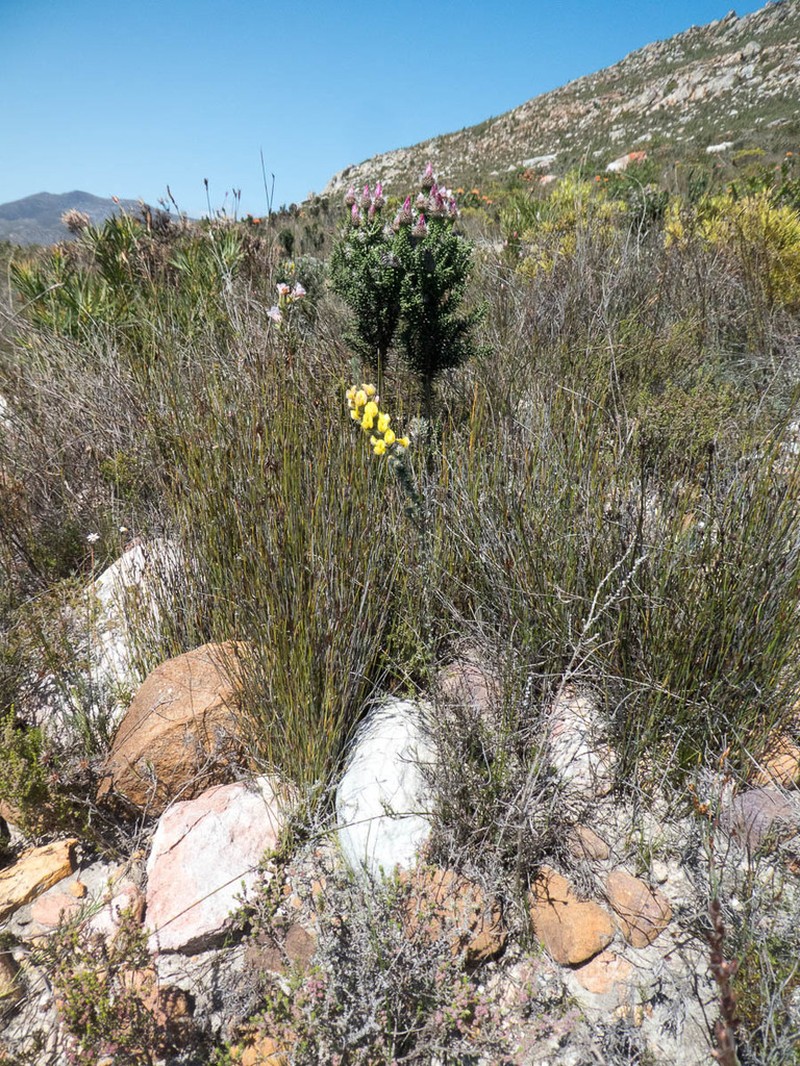 Aspalathus caledonensis