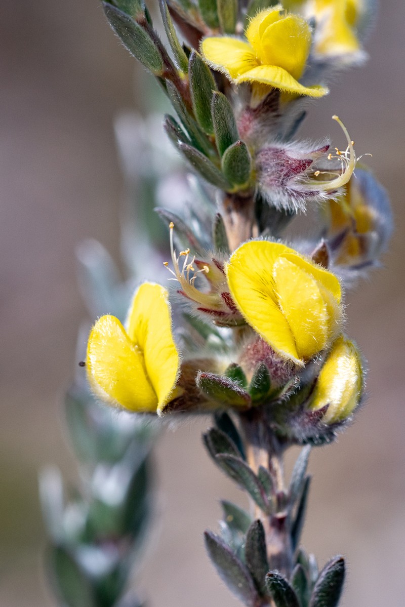 Aspalathus caledonensis photo 2