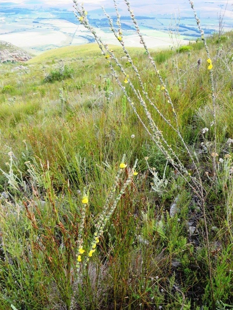 Aspalathus caledonensis photo 3