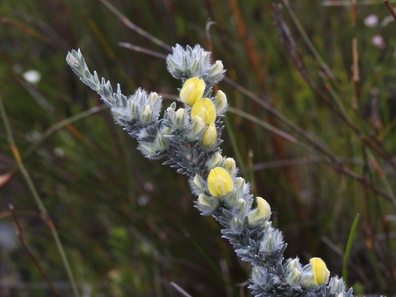 Aspalathus caledonensis photo 5
