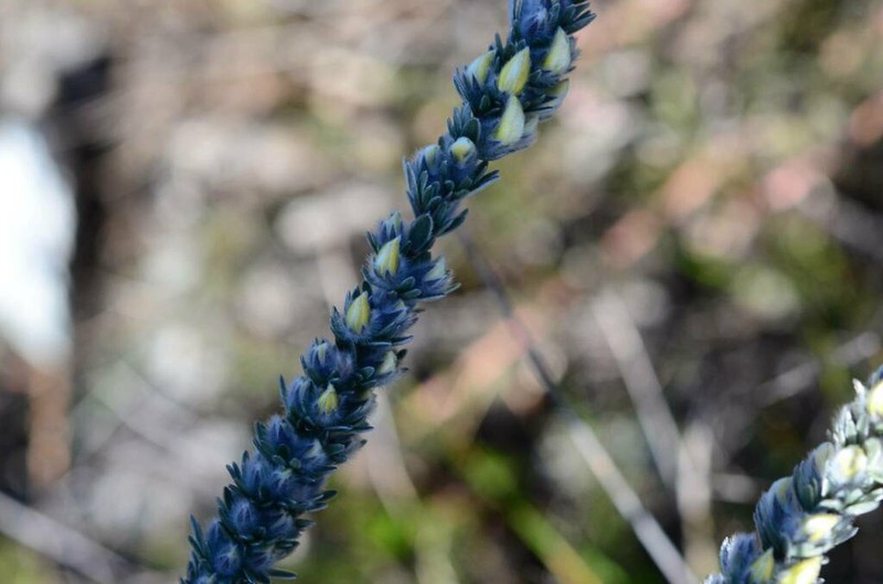 Aspalathus caledonensis photo 7