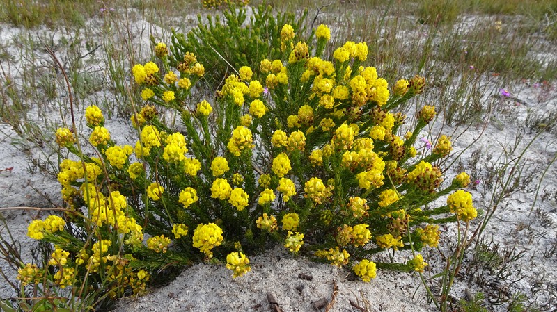 Aspalathus callosa