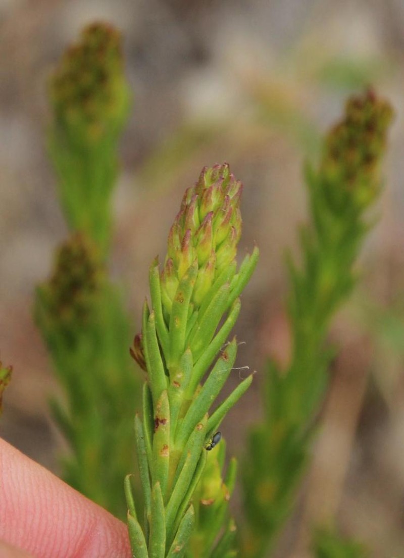 Aspalathus callosa photo 2