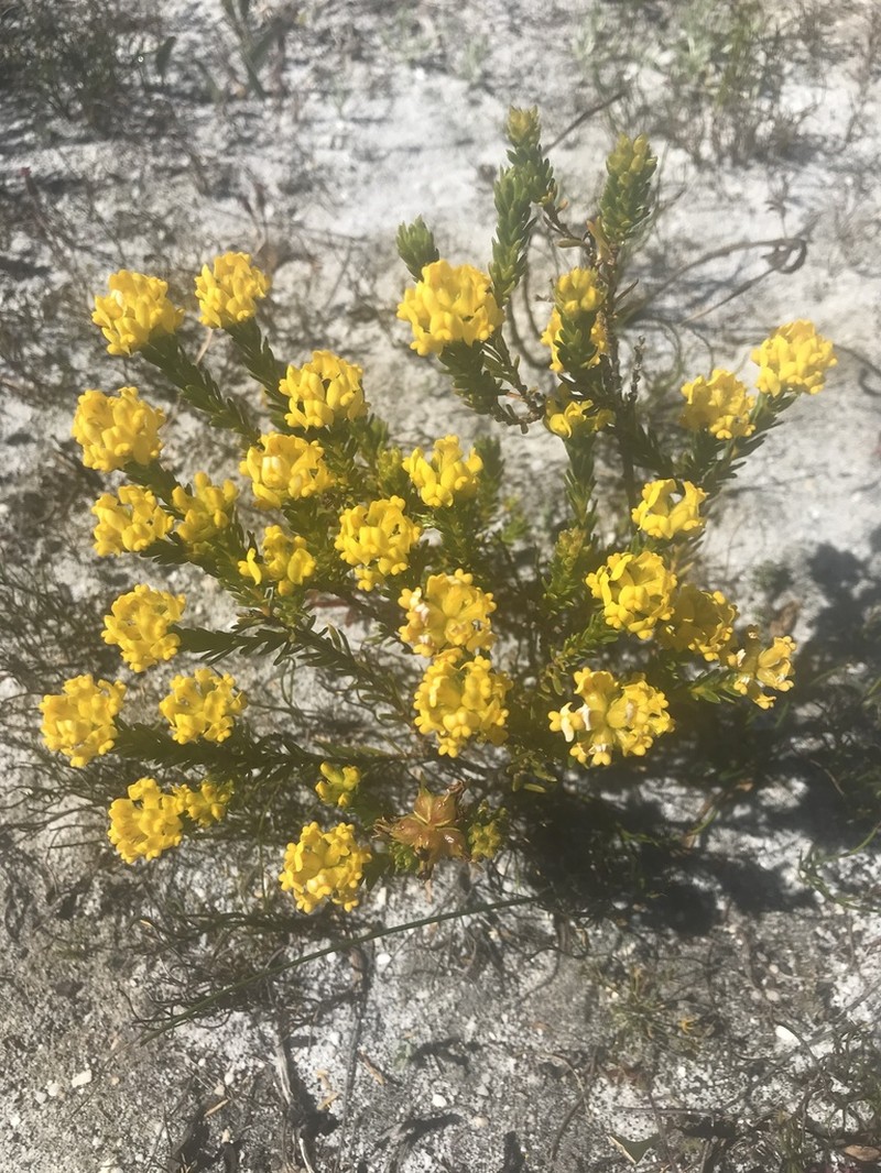 Aspalathus callosa photo 3