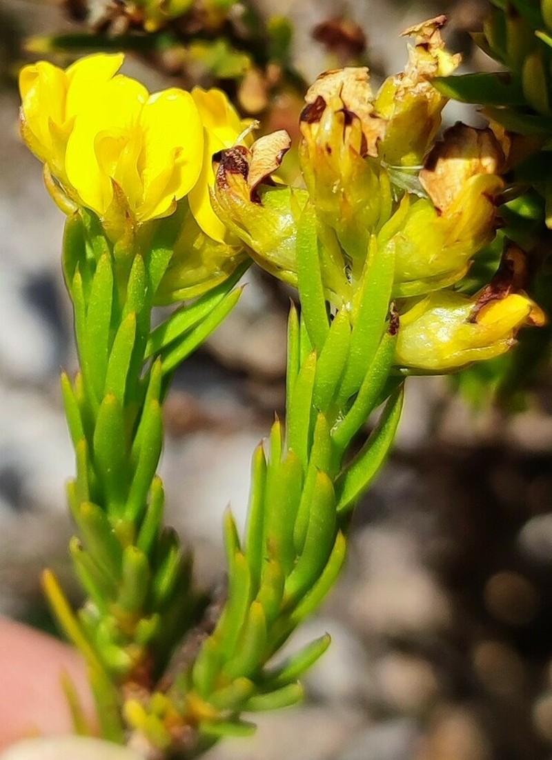 Aspalathus callosa photo 4
