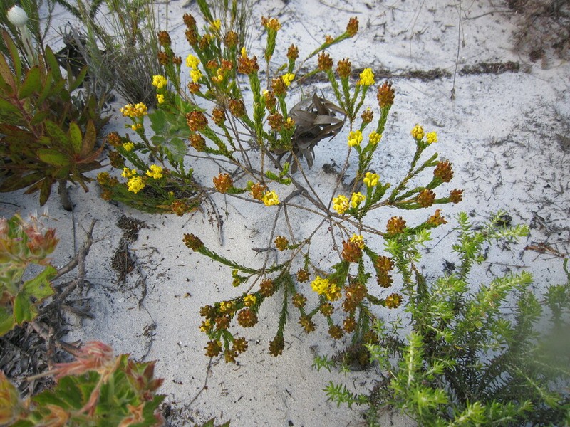 Aspalathus callosa photo 5