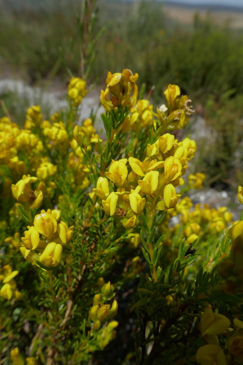 Aspalathus callosa photo 6
