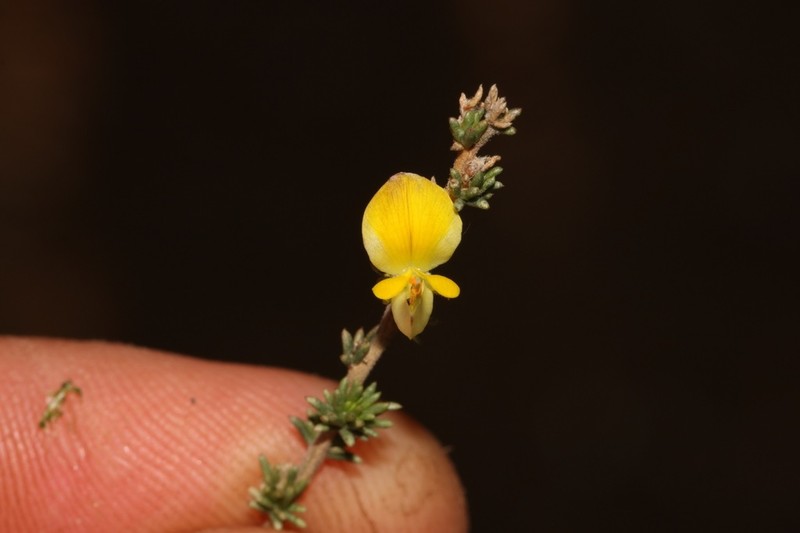 Aspalathus campestris