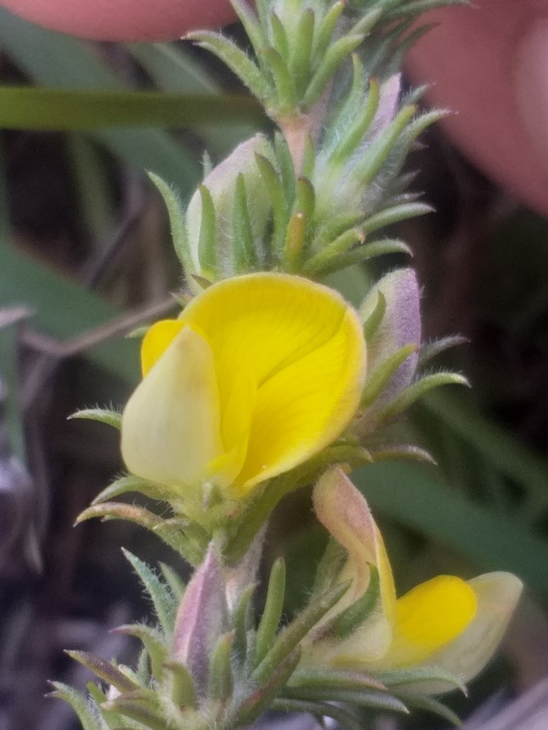 Aspalathus campestris photo 4