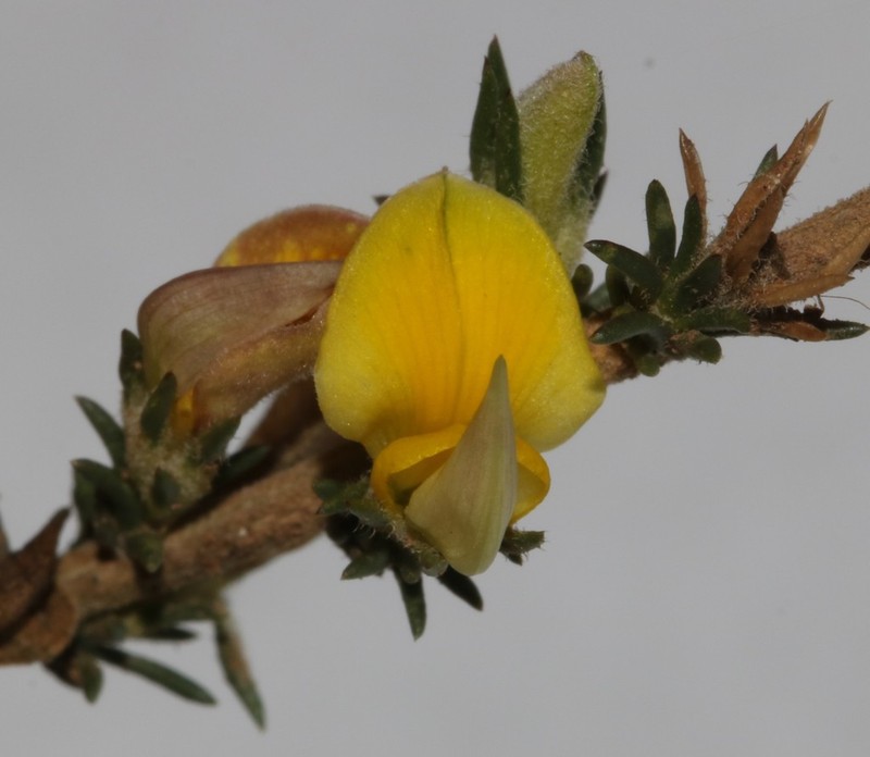 Aspalathus campestris photo 5