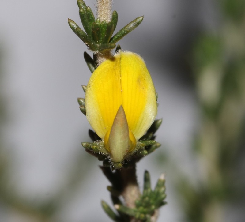 Aspalathus campestris photo 6