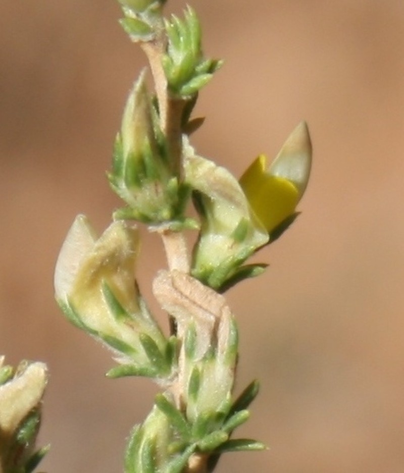 Aspalathus campestris photo 7