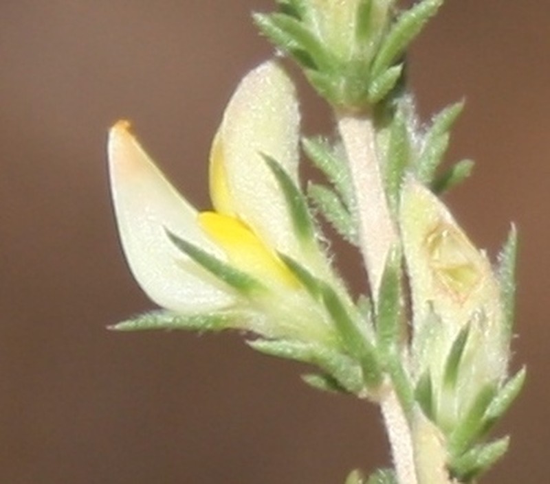 Aspalathus campestris photo 8