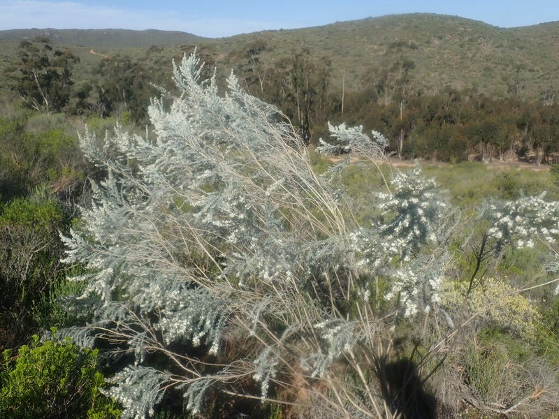 Aspalathus candicans photo 3