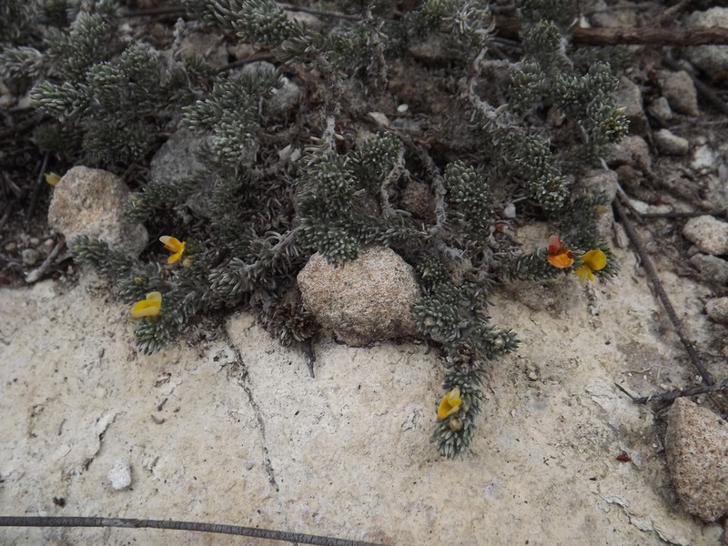 Aspalathus candidula photo 3