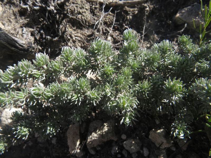 Aspalathus candidula photo 4