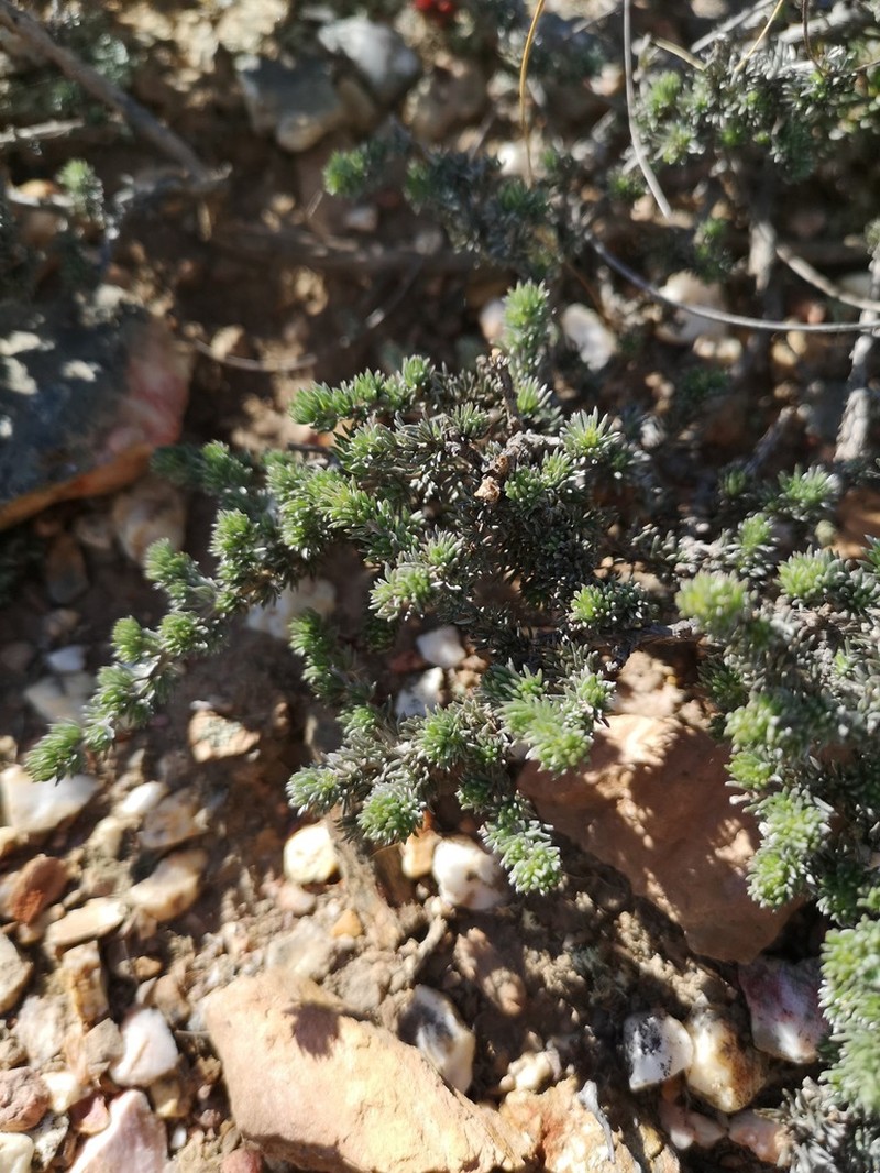 Aspalathus candidula photo 5