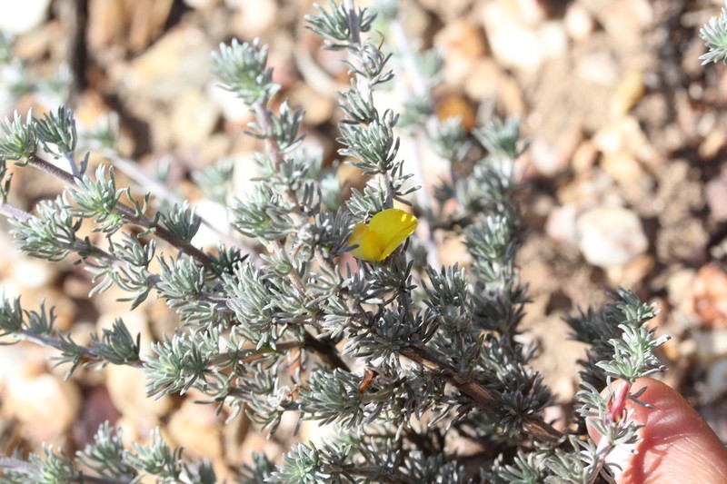 Aspalathus candidula photo 6