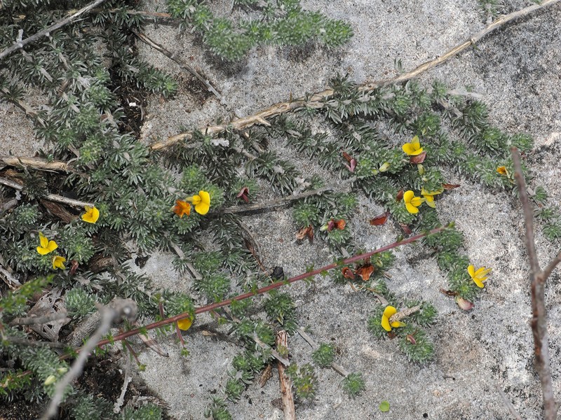 Aspalathus candidula photo 7