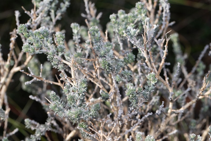 Aspalathus candidula photo 8